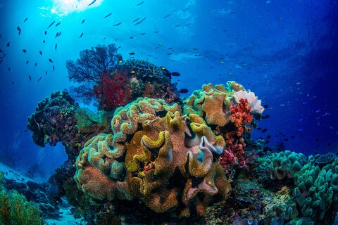 Great Barrier Reef coral