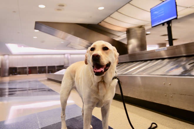 Golden Retriever at airport