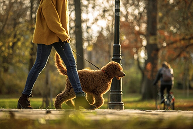 Woman walking dog in park