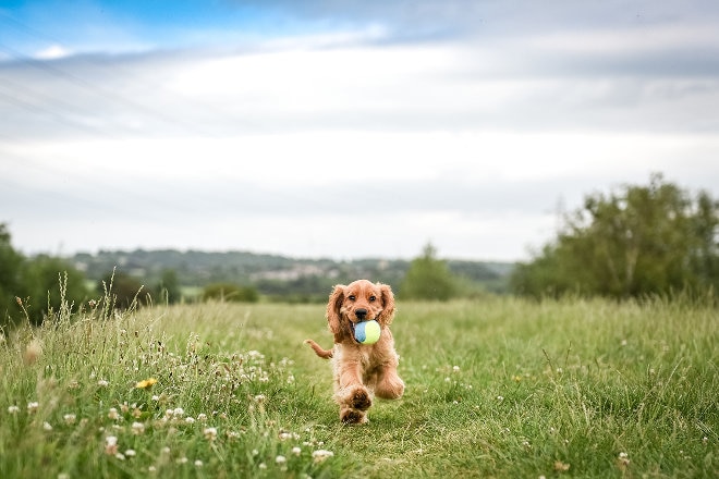 Dog running with ball