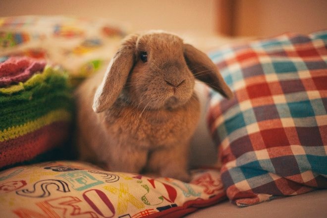 Cute pet bunny 