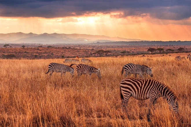 South Africa animals