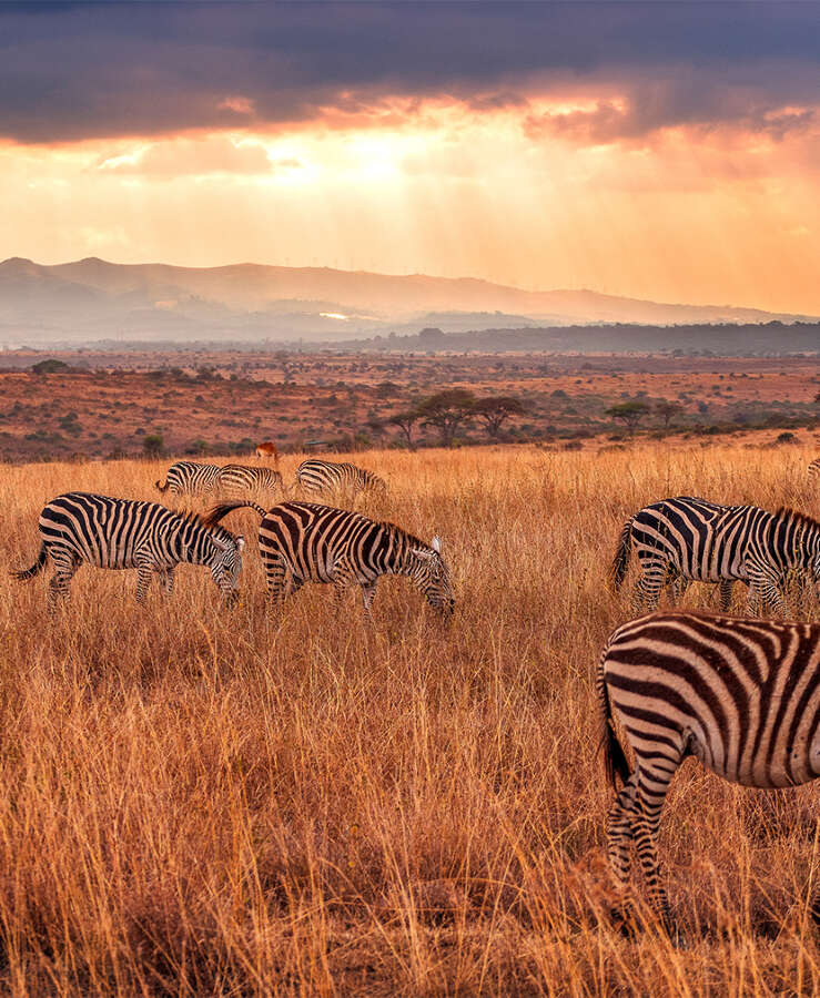 Zebras at sunset