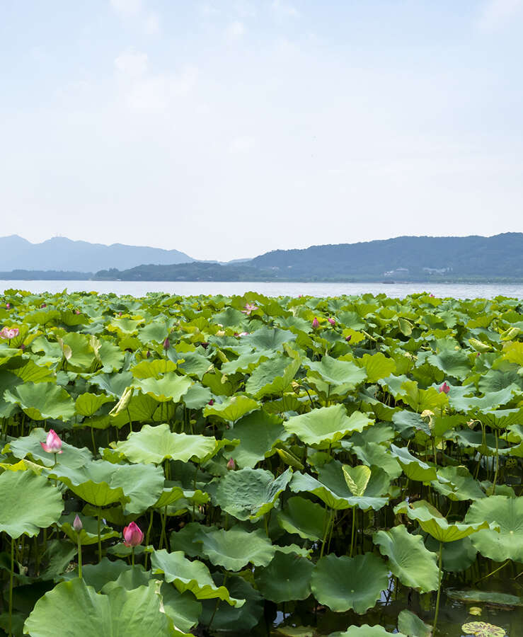 Scenery of West Lake in Hangzhou, China with lotus