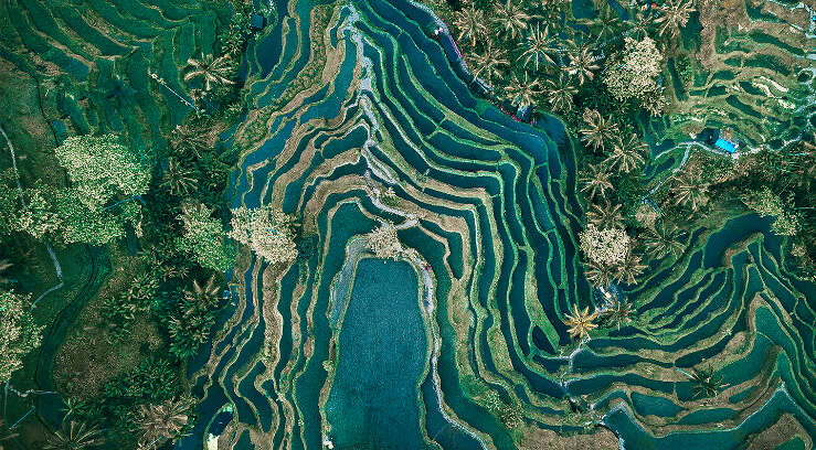 Aerial view of rice terraces, Tegallalang, Bali, Indonesia