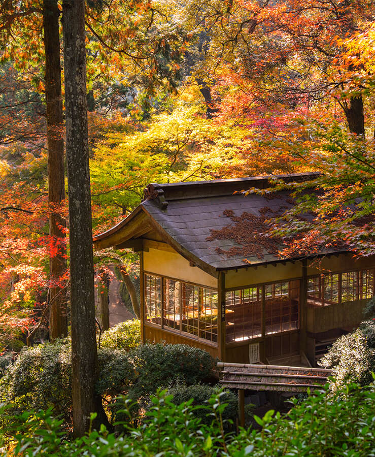 Japanese pavilion in autumn with red maple tree in pine forest , japan