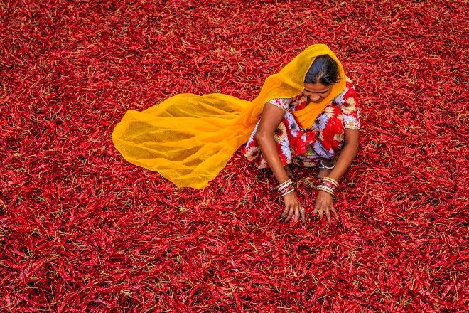 Indian women in a sari amoungst chillis