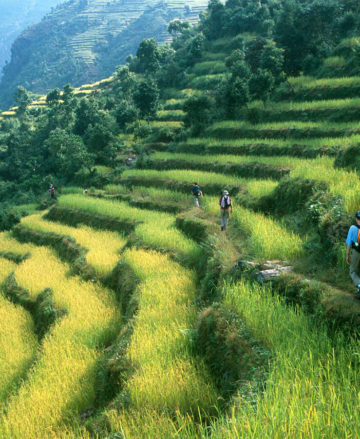 Hikers in Nepal rice paddy