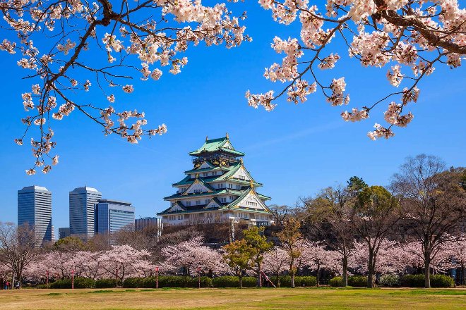 Cherry blossoms infron of Osaka castle