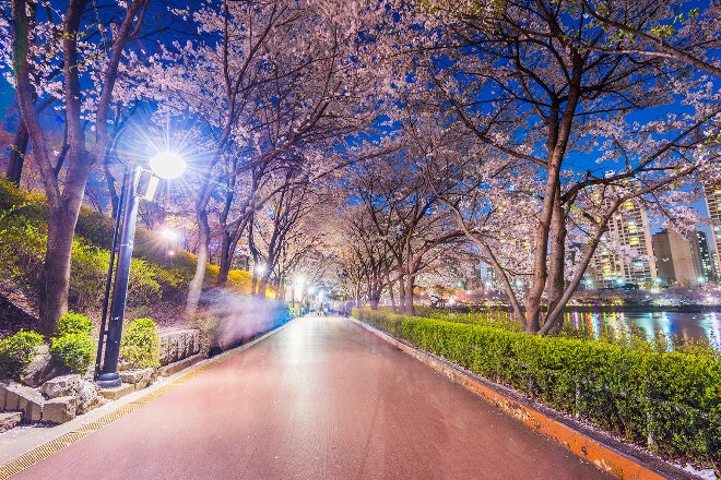 Seoul street in spring