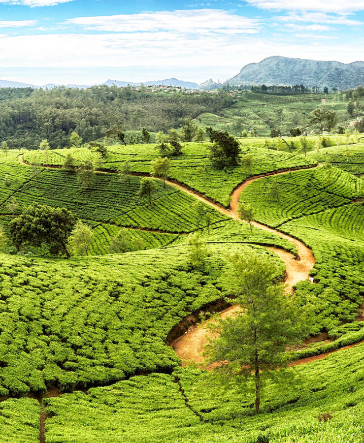 Lush green tea terraces in Sri Lanka