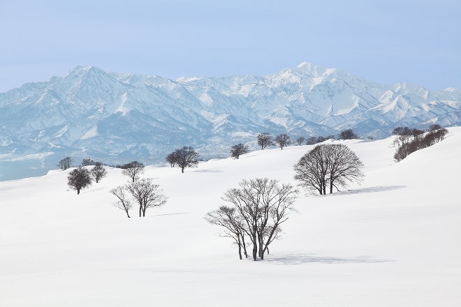 Myoko trees and mountains