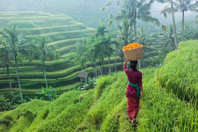 Woman carrying basket of flowers through rice terraces, Ubud, Bali, Indonesia