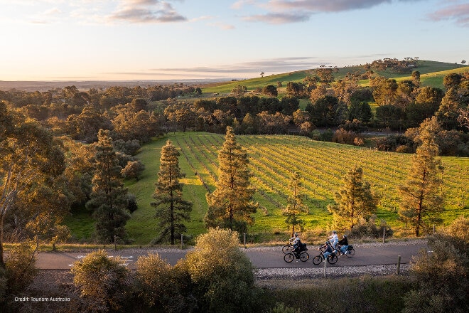 People bike riding past vineyard