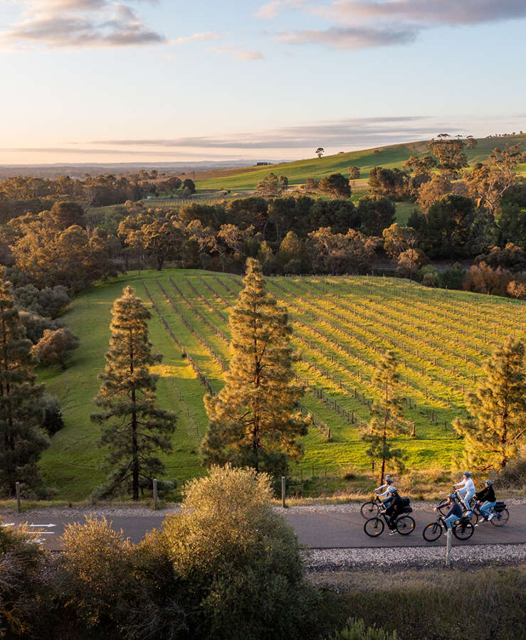 People bike riding past vineyard