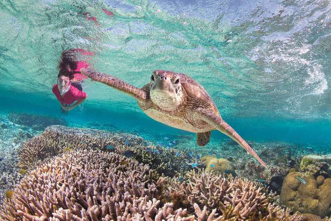 オーストラリアの世界遺産である珊瑚礁グレートバリアリーフに生息する野生のウミガメ