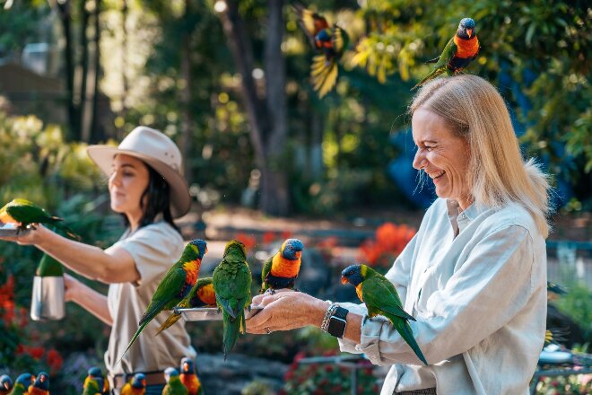 Rainbow lorikeets being fed at Currumbin Sanctuary