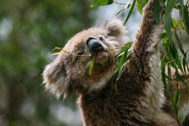 Koala sitting in tree