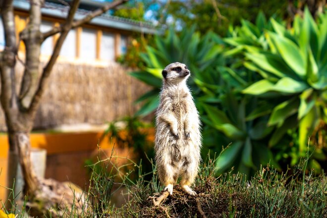 Meerkat at Melbourne Zoo