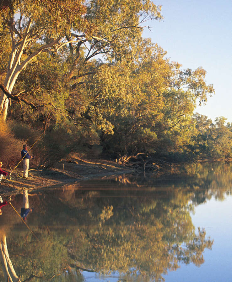 Cattle, Farm, Barcoo River, Blackall, Woolscour, Outback, QLD