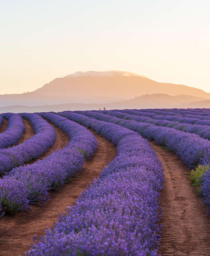 Bridestowe Lavender Estate, Launceston TAS