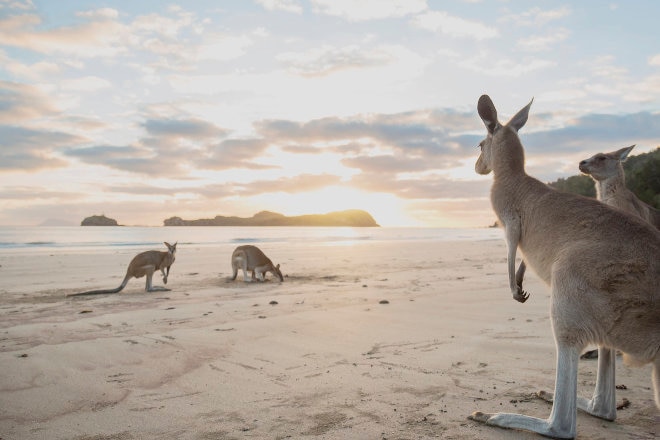 Kangaroos, Cape Hillsborough, Mackay