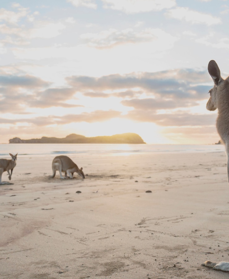 Kangaroos on the beach at Cape Hillsborough