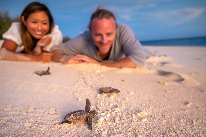 turtle hatching