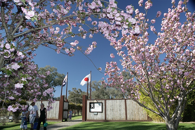 桜祭り