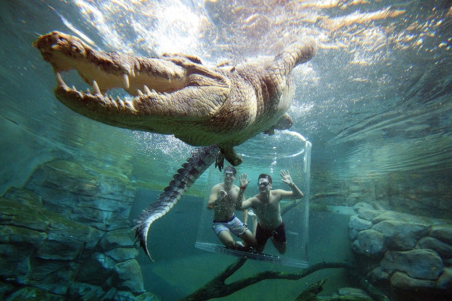 Crocodile at Crocosaurus Cove