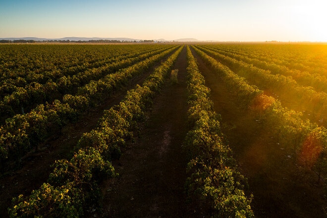 Griffith vineyard