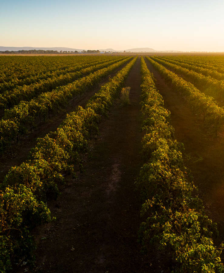 De Bertoli Wines Griffith vineyard