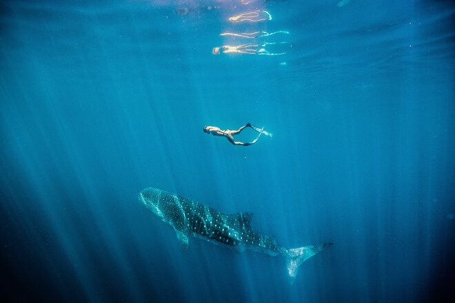 Woman swimming alongside whale shark 