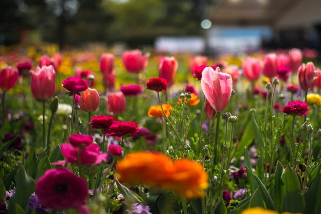 Pink Tulips