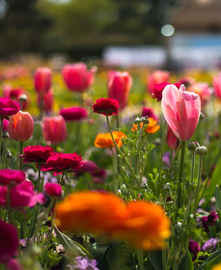 Tulips and Flowers, Floriade, Canberra, ACT