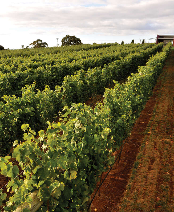 Ghost Rock Vineyard 