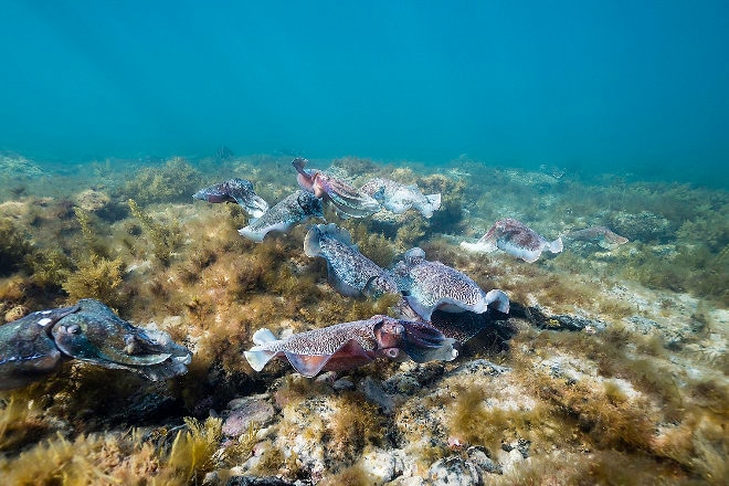 giant cuttle fish whyalla