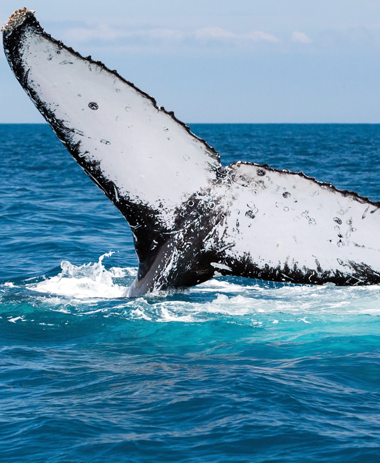 Whale tale at Hervey Bay