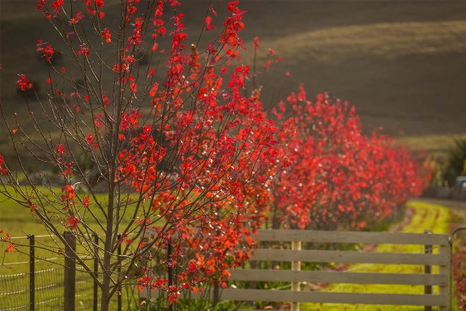 Red autumn trees 