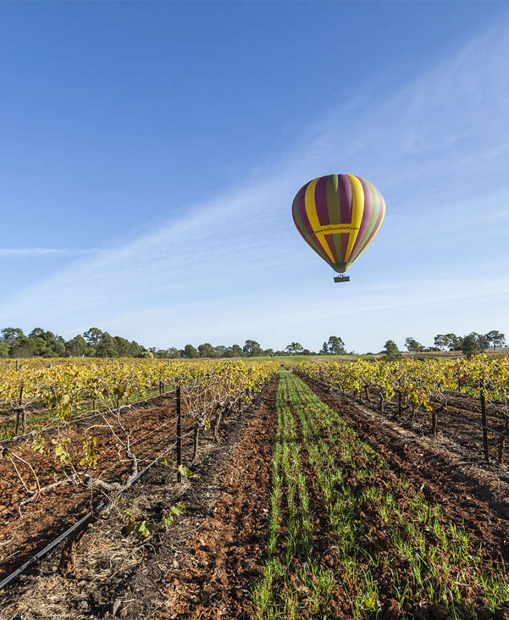 Hunter valley vineyard