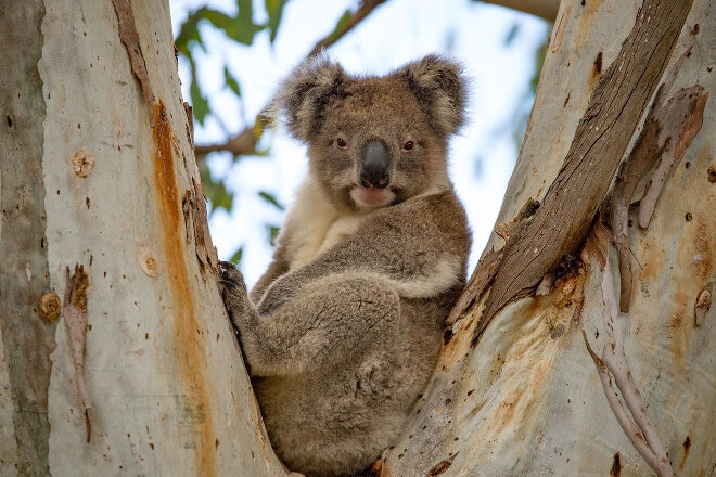 Koala sitting in a tree, Exceptional Kangaroo Island, South Australia