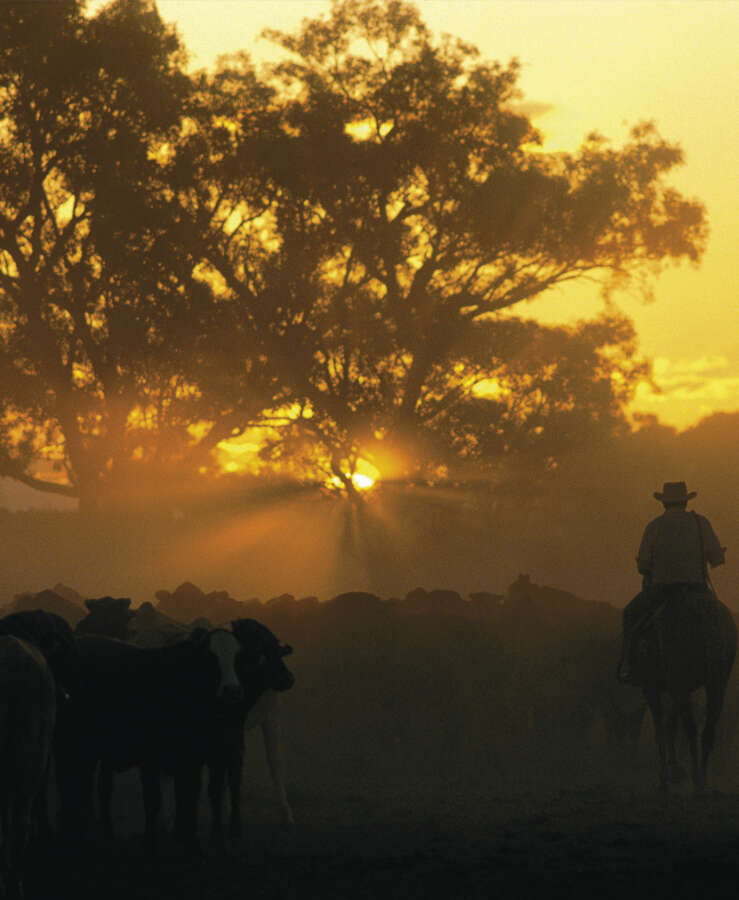 Mustering cattle in Longreach