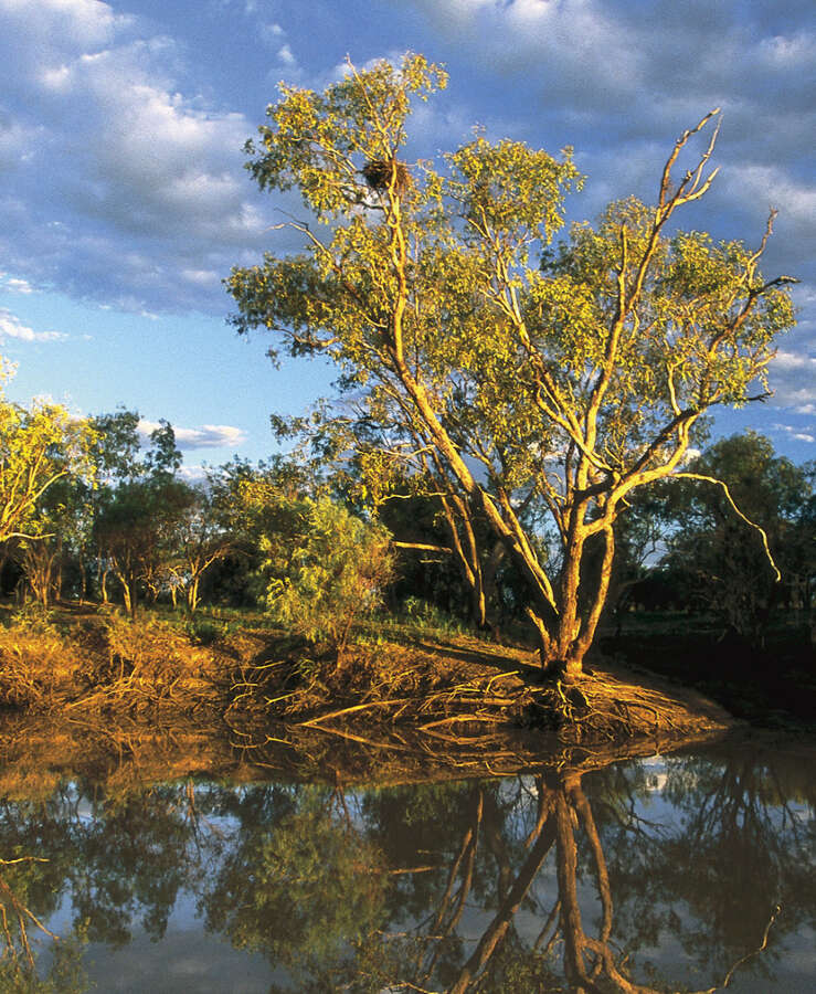 Thomson River, Longreach, Outback, QLD