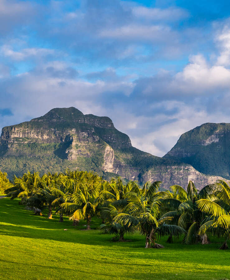 Palm grove at Lagoon Road - Lord Howe Island