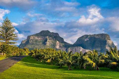 Palm grove at Lagoon Road - Lord Howe Island