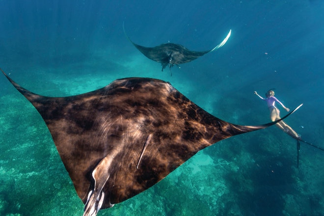 Stingrays in Exmouth