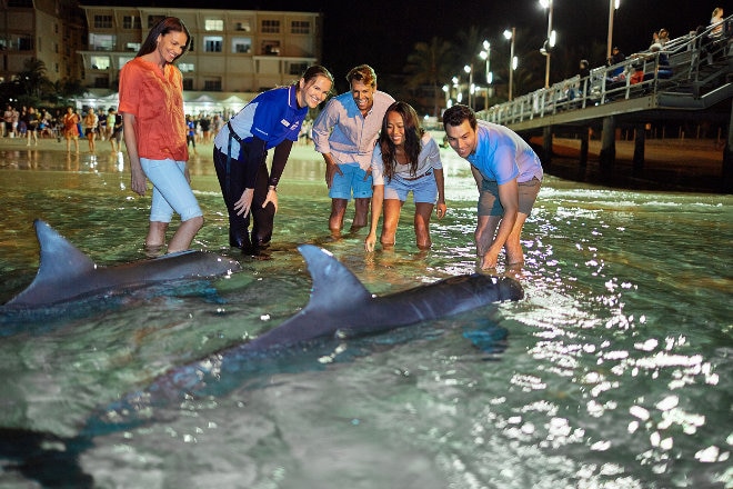 Dolphins at Moreton Island