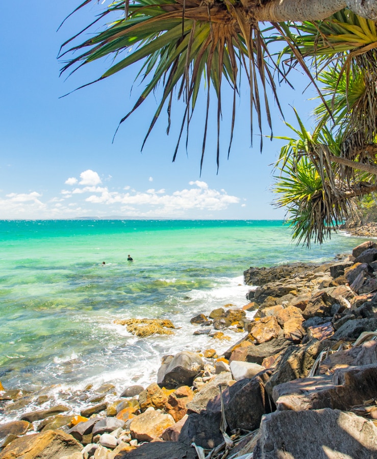 Noosa pandan trees