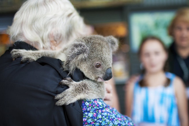 Koala at Port Macquarie Koala Hospital