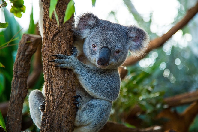 ダーリングハーバーの観光スポット ワイルドライフ・シドニー 動物園